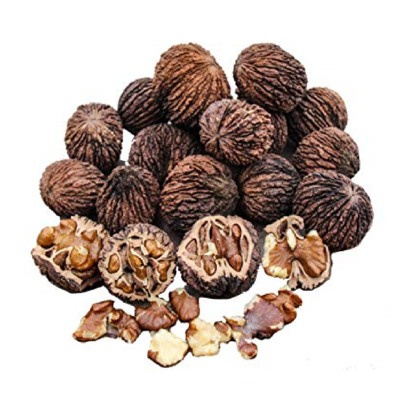 Black Walnut, Raw in Shell (Juglans nigra)