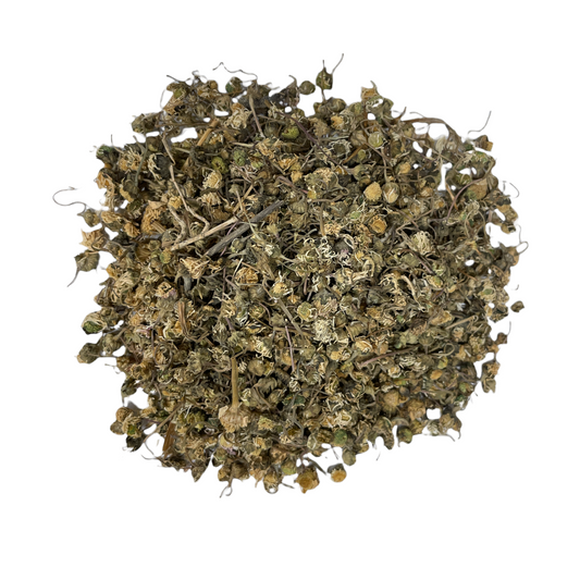 Daisy Flower (Leucanthemum vulgare)