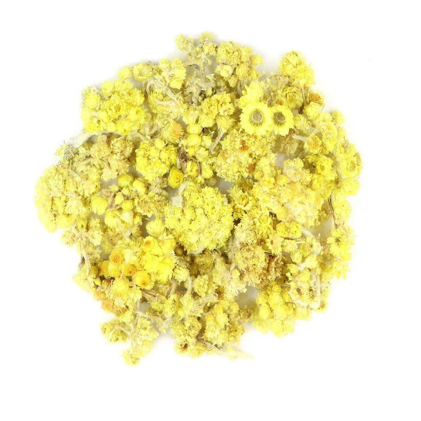 Helichrysum (Life Everlasting) Flower (Helichrysum arenarium)