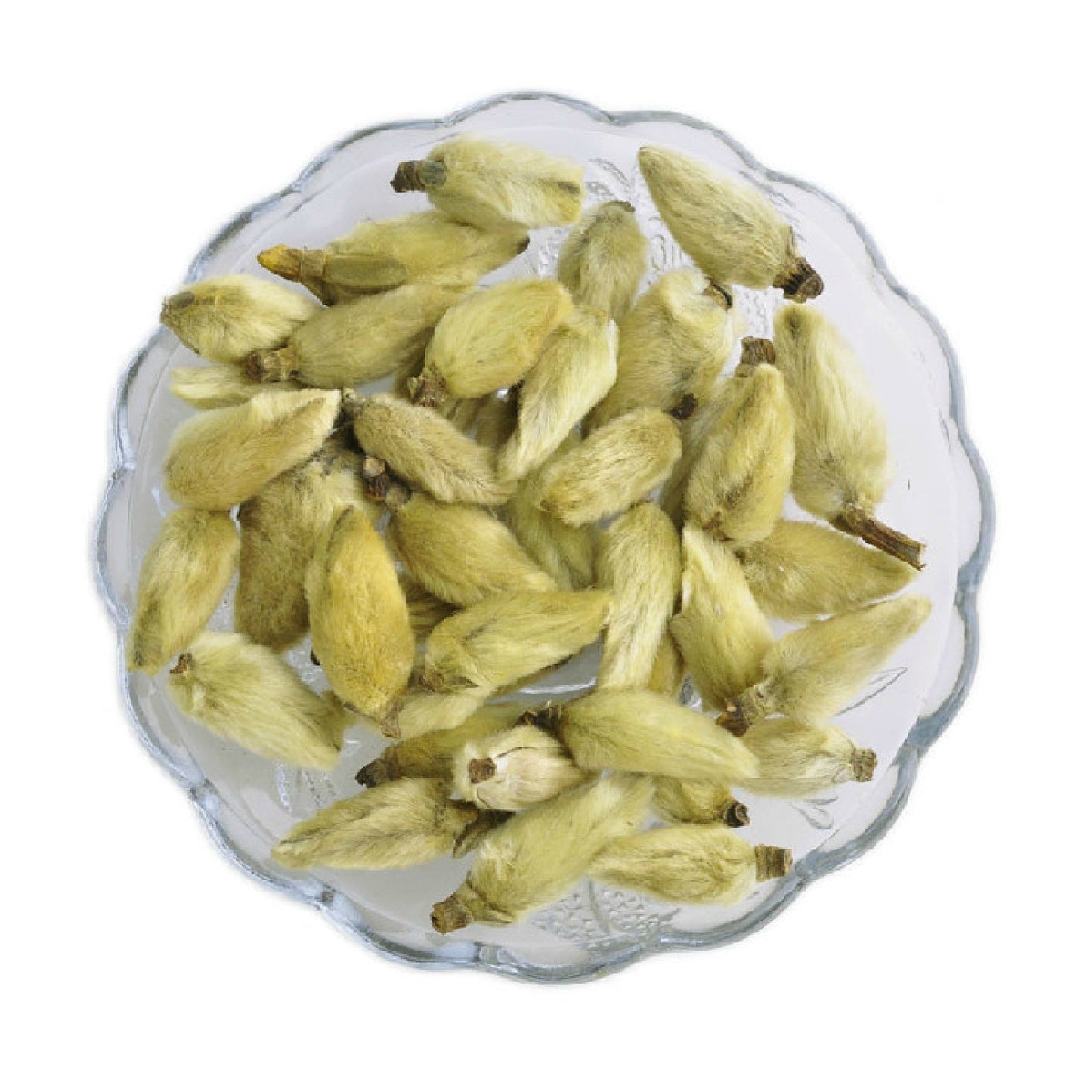 Magnolia (Biondi) Flower Buds