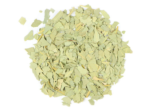 Eucalyptus (Eucalyptus Globulus) Leaf, c/s