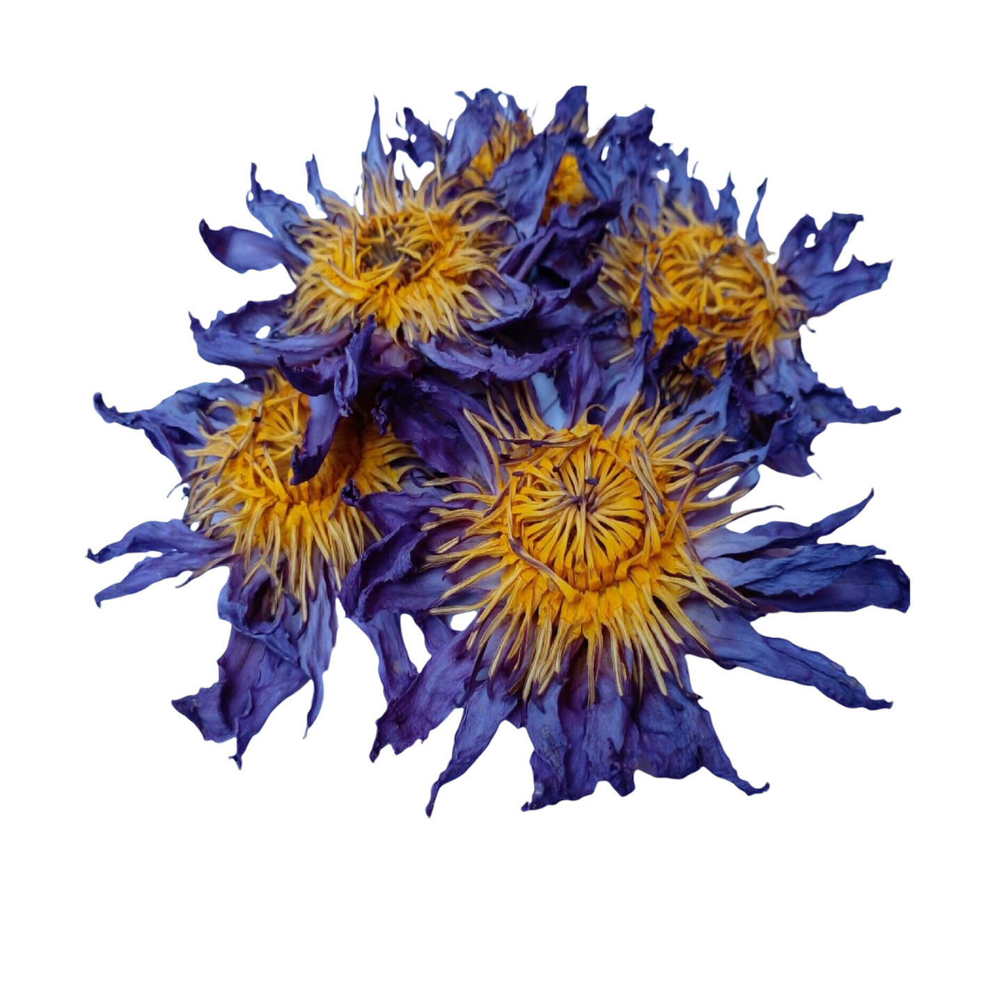 Lotus Blossom Flower Blue (Nymphaea Tetragona)